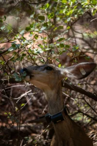Fig Tree Trail