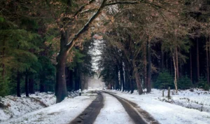 Snowy-Way to Wonderland trail